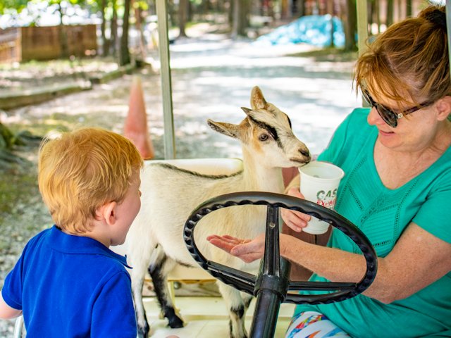 FamilyFun - Petting Zoo